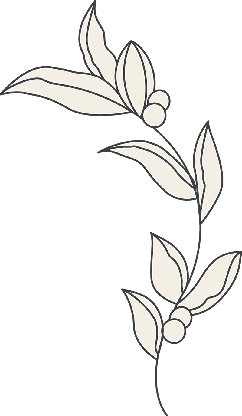 Einfache Strichzeichnung eines Pflanzenstamms mit gebogenen Zweigen, ovalen Blättern und runden Beeren. Die Blätter sind cremefarben, schwarz umrandet, auf einem schlichten hellen Hintergrund.