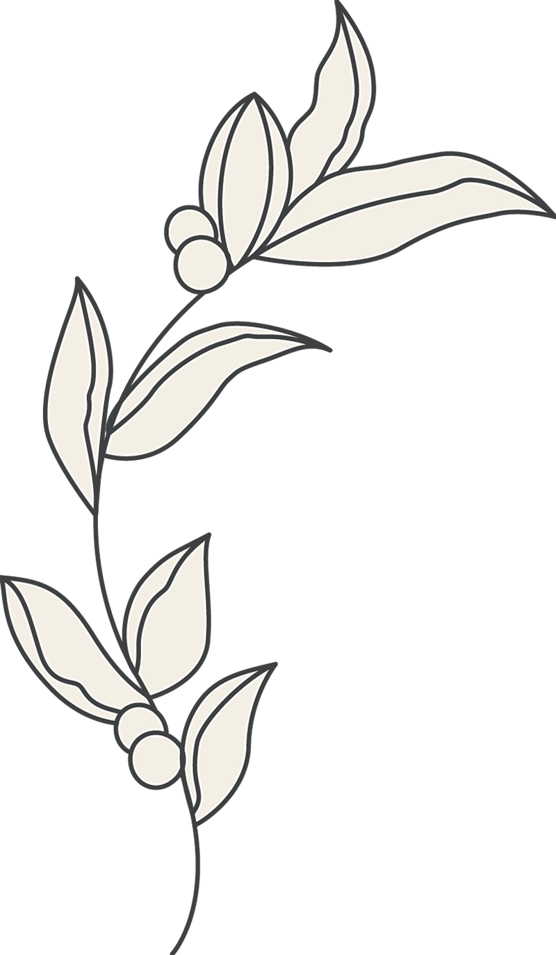 Eine einfache Strichzeichnung eines belaubten Zweiges mit fünf Blättern und zwei kleinen runden Beeren, leicht schattiert in Creme auf einem schlichten weißen Hintergrund.